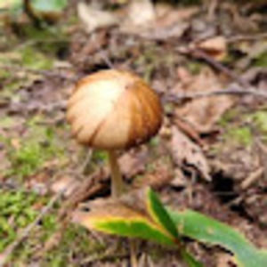 Meet your Posher, Gabrielle